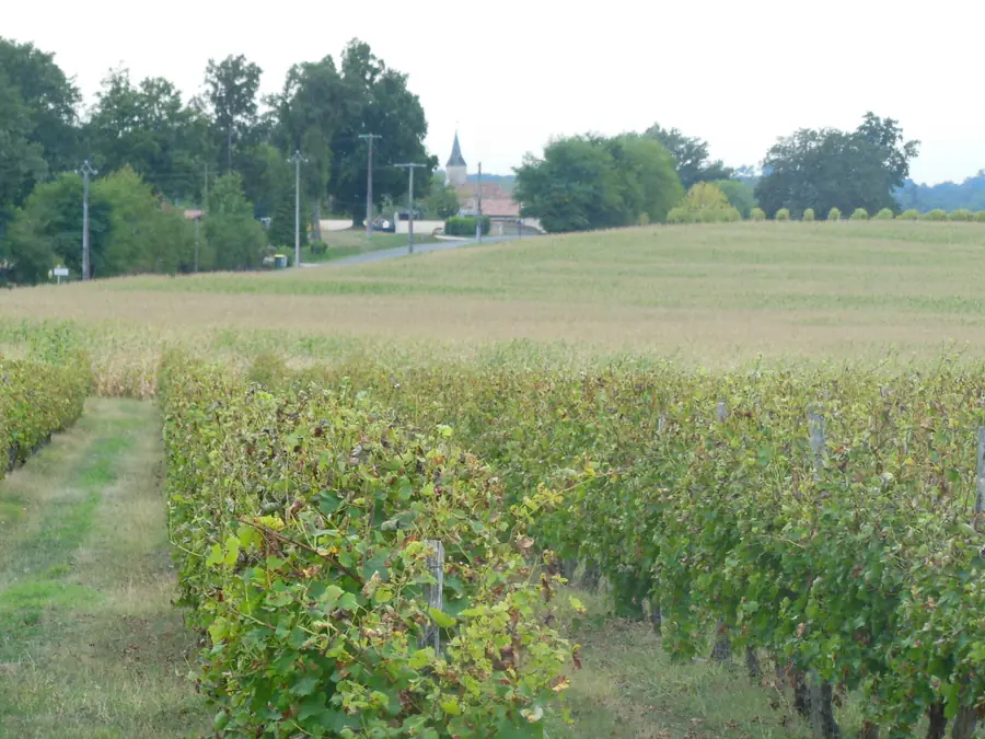 Vineyards at Betbezer-d’Armagnac, with the village beyond.
