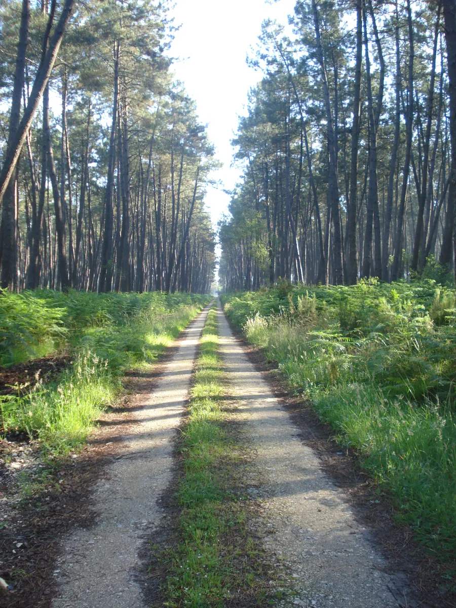 Forest path at Retjons on the Way of St James.