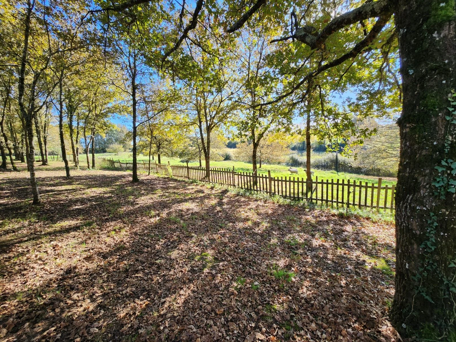 Oak grove and meadow around the property